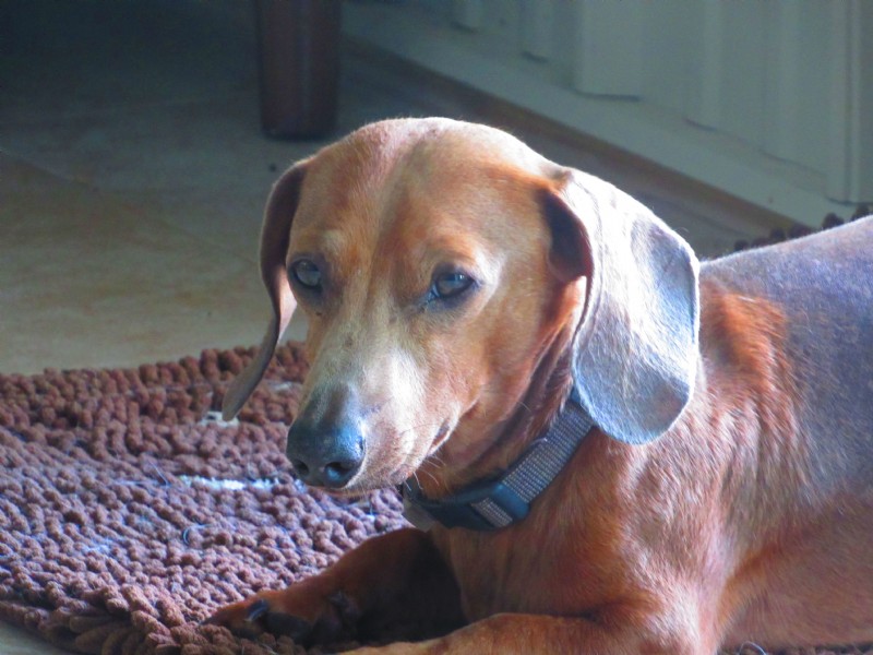 A rescue dog at home.