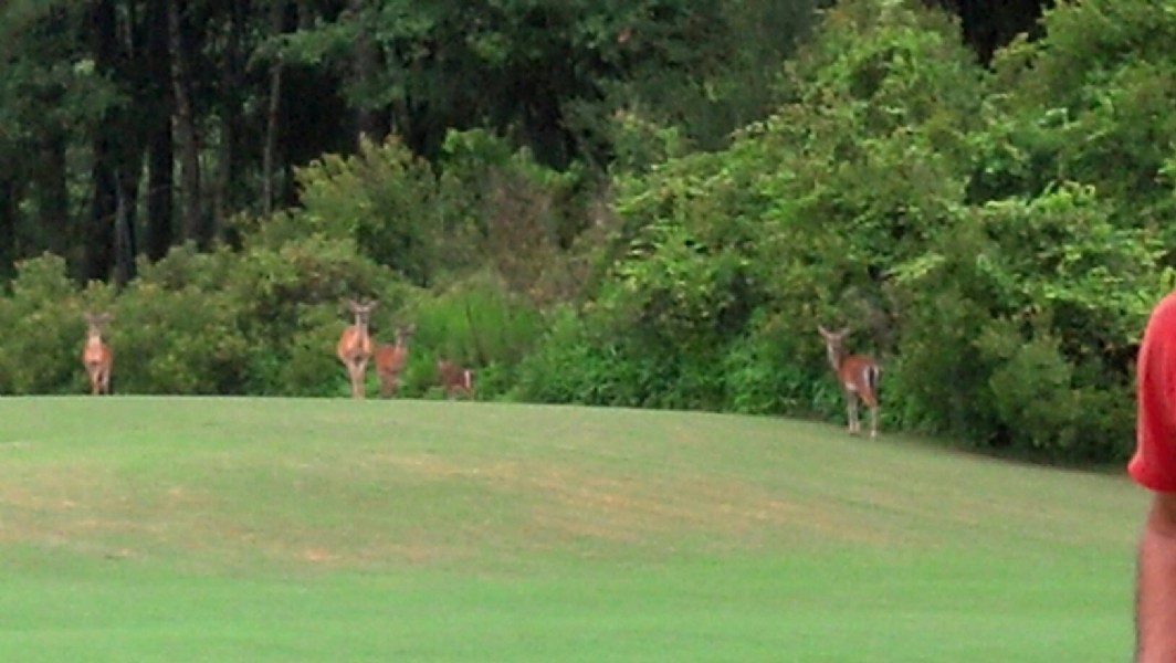 Jekyll Island golf