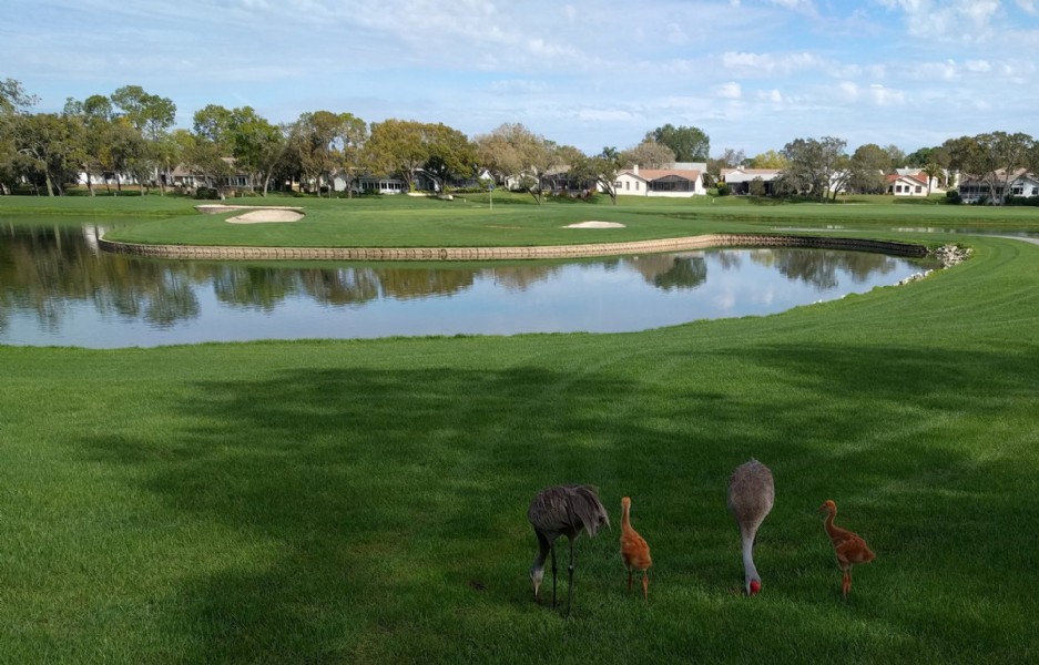 sandhill cranes