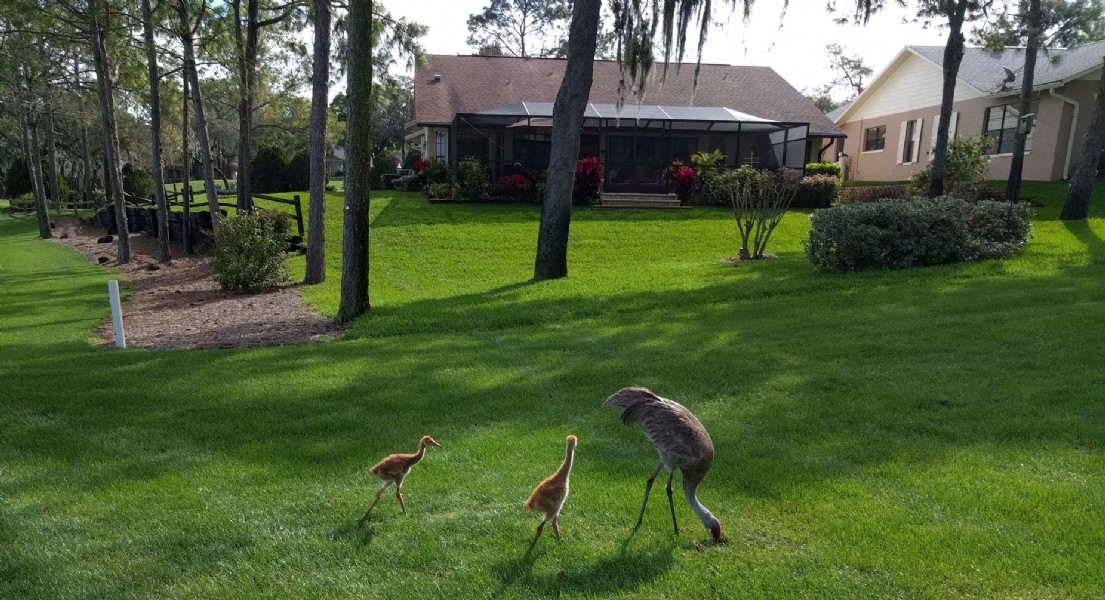 Sandhill crane family