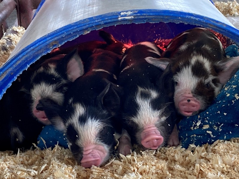 Snuggled under heat lamp