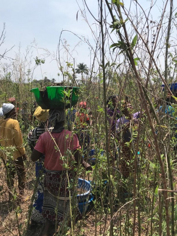 Women farming in Kono District