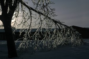 The ice on the trees...slightly reminiscent of last year....