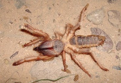 Camel Spider??